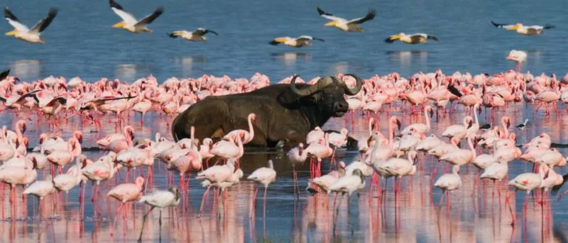 Beauty of Egypt and Kenya Tour 